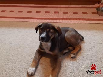 Ράτσα: Ελληνικός Ποιμενικός - Greek Shepherd | Ηλικία: 4 μηνών | Φύλο: Αρσενικό | Αρ. Microchip: 99200009876789 | Περιοχή: Λαυρεωτική, Αττική